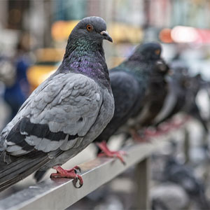 Pigeons